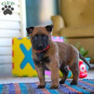 Oakley, Belgian Malinois Puppy